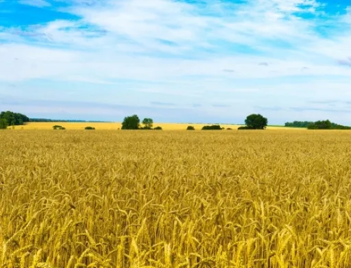 Зростання економіки країни прискориться після запуску ринку землі, — ОП