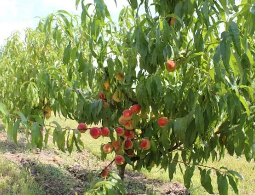 У Львівській області зростає кількість персикових садів