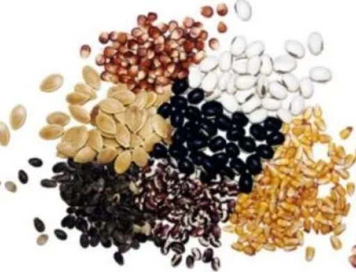 HarvEast у серпні запустить насіннєвий завод
