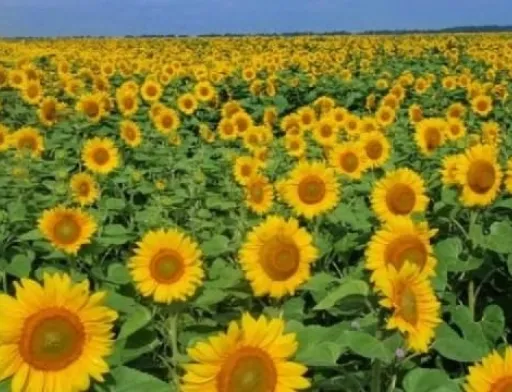 Перший транш у 26 млн євро за програмою підтримки розвитку сільського господарства Україна отримає наступного року