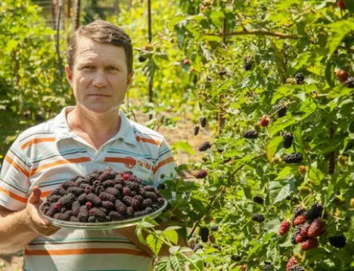 На Вінниччині фермер зібрав найбільшу у світі колекцію сортів шовковиці з усіх континентів