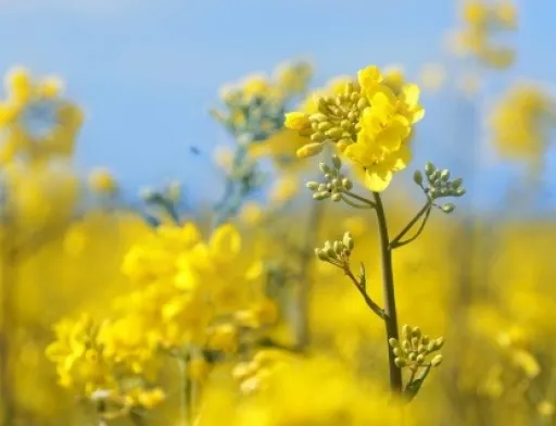 Виробництво, переробка та експорт ріпаку в 2019/20 МР будуть рекордними, - прогноз