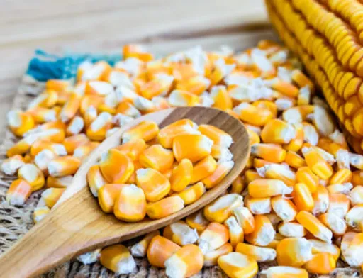 В ЄС не доберуть насіння кукурудзи