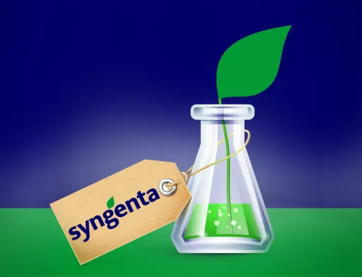 Syngenta запропонує Росії гібридну пшеницю, яка підвищить врожайність на 10-20%. Це не ГМ-технологія, а традиційна селекція