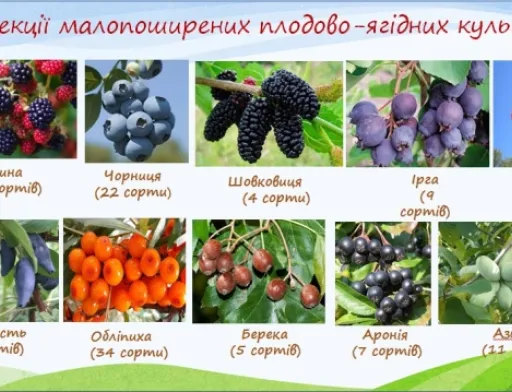 В Україні працюють над створенням колекції малопоширених плодово-ягідних культур
