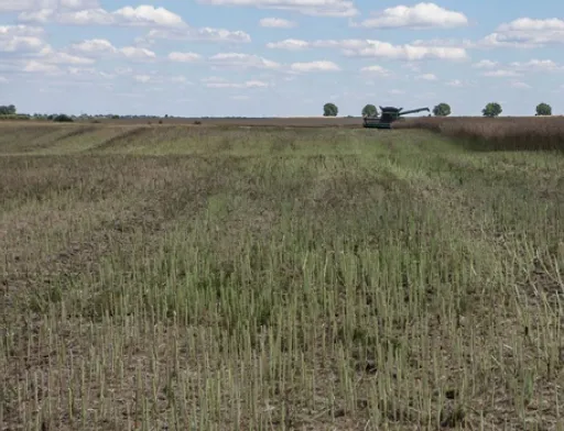 У 2019 році збільшиться валове виробництво пшениці, проса, гороху та ріпаку, – Юрій Лупенко