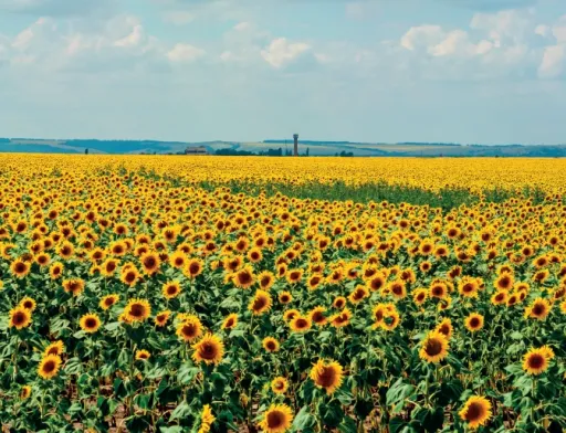 Про що слід пам’ятати, сіючи соняшник