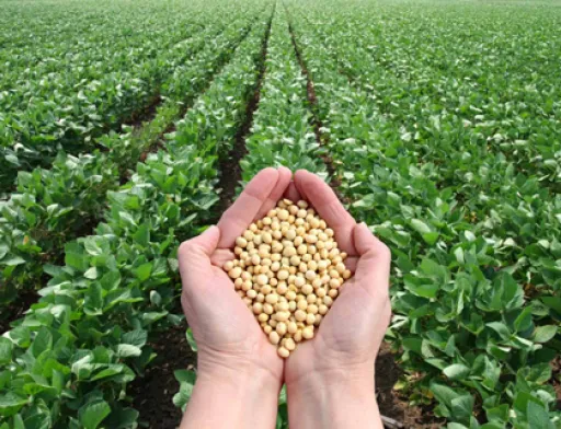 Соєві ПДВ-правки сприяли нарощенню обсягів продукції з вищою доданою вартістю, – Інститут аграрної економіки