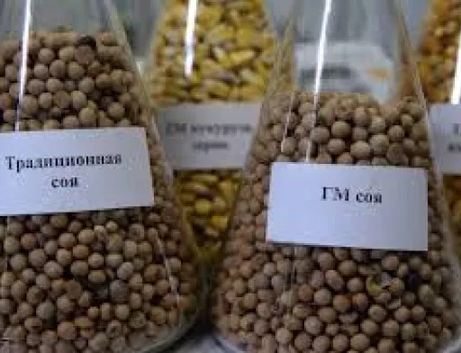 Перші українські господарства проходять сертифікацію як виробники не-ГМ сої