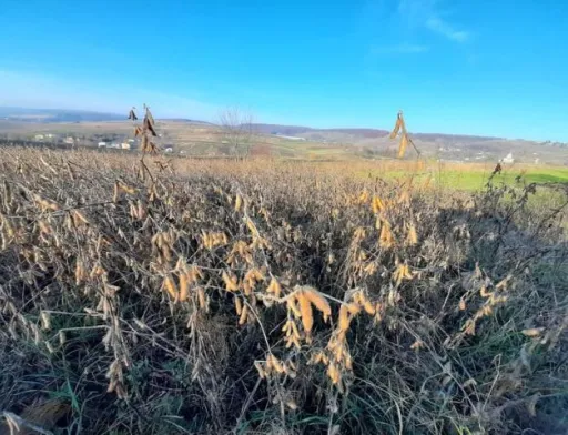 На Івано-Франківщині соя показує високі результати за валом і врожайністю
