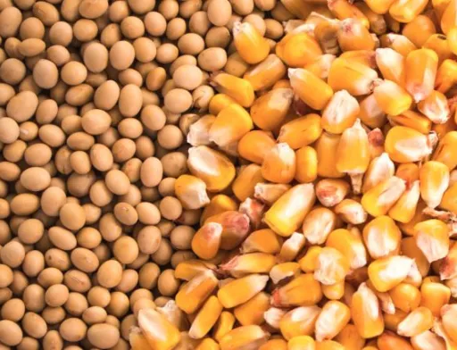 Котирування кукурудзи і сої продовжили зростання на тлі нових закупівель із боку імпортерів