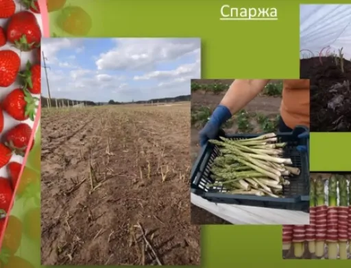 Фермери та фермерки обговорили тандемне вирощування спаржі та ягід