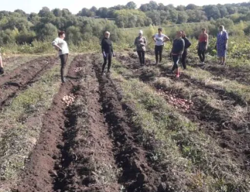 В «Садах Перемоги» Старосинявської громади зібрали врожай картоплі