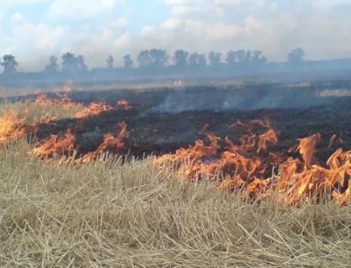 Суха трава і опале листя — не відходи, а сировина