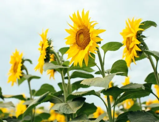 Corteva Agriscience та USAID оголошують про співпрацю заради підтримки українських фермерів