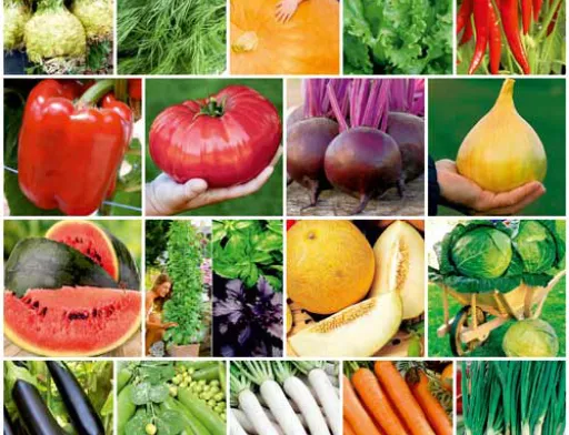 В Україні різко виріс попит на насіння овочевих культур
