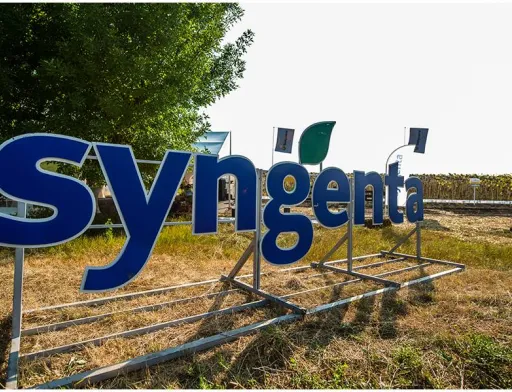 Syngenta радить робити ставку на високоолеїнові гібриди соняшнику
