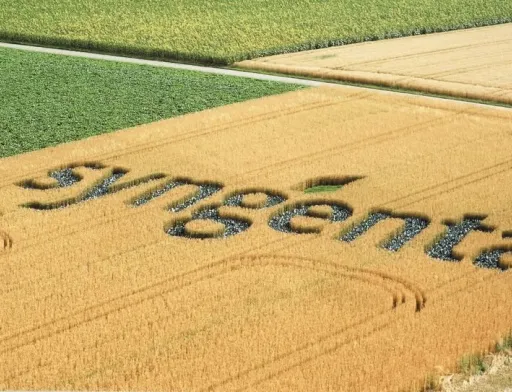 Syngenta в Україні працює над затвердженням плану інвестицій на 2018-2019 роки