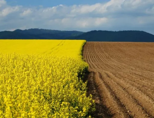 Мораторій на землю може коштувати Україні 2-75 тисяч євро на людину