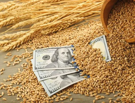 Через незнання процедур продажу на експорт, фермери втрачають 15-25 млрд грн щорічно, — експерт