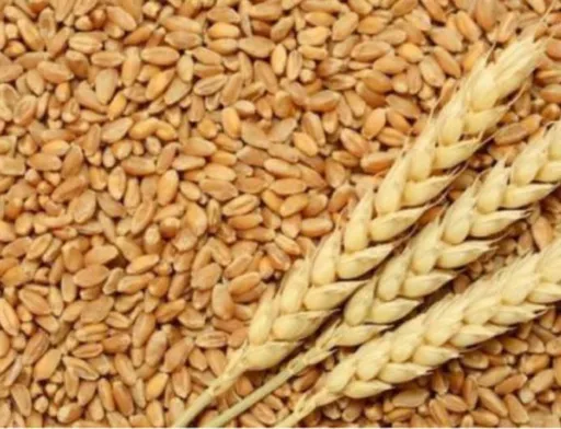 Україна в рамках програми Grain from Ukraine відправить зерно до Кенії