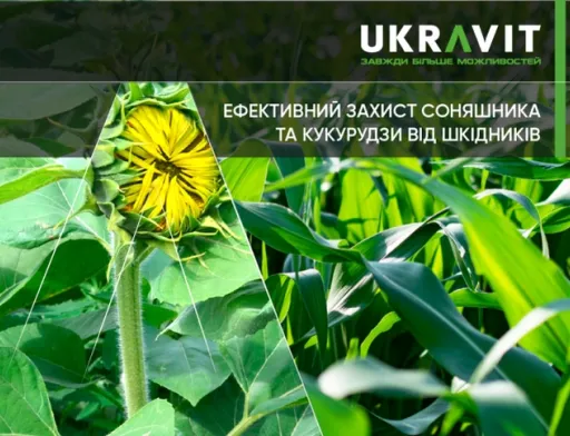 Ефективний захист соняшника та кукурудзи від шкідників
