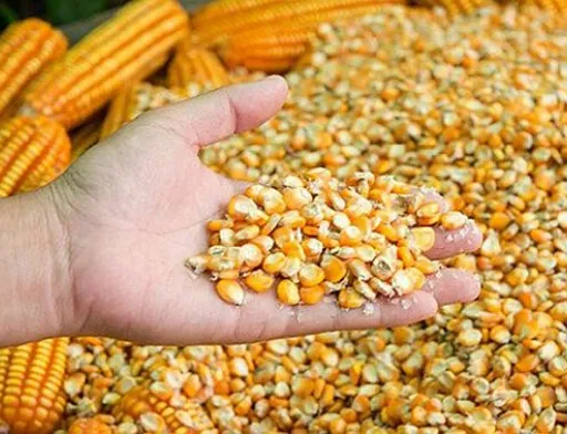 Українська кукурудза стикається з конкуренцією від Південної Америки, а ціни на внутрішньому ринку знижуються