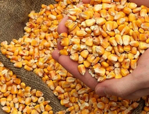 Українська кукурудза занадто дешева на світових ринках, – аналітики