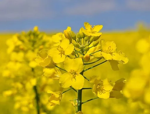 Майже весь український ріпак експортується до ЄС