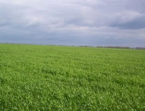 Остання декада травня була задовільною для вегетації всіх сільгоспкультур