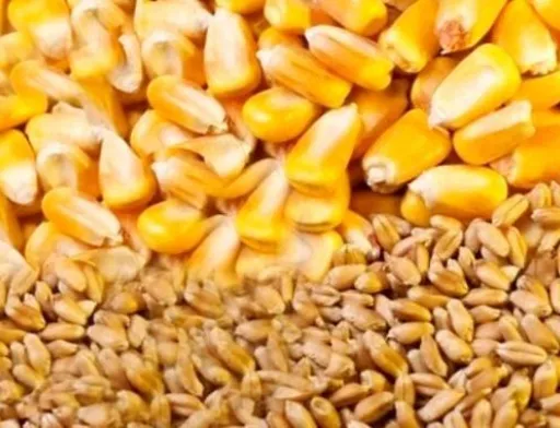 USDA оновив прогноз виробництва та експорту пшениці й кукурудзи