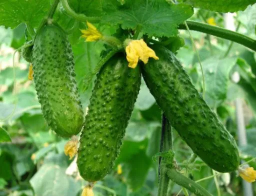 Огірки продовжують дешевшати на українських ринках