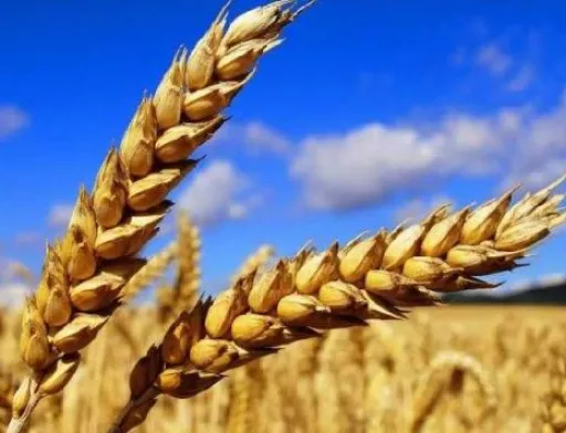 Ініціатива з безпечного транспортування агропродукції через Чорне море продовжена ще на 120 днів