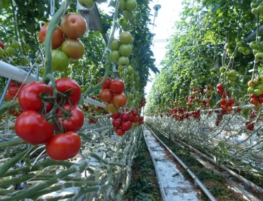 У Великобританії на 320 тисяч фунтів згнило продукції в теплицях у найбільшого постачальника овочів закритого ґрунту