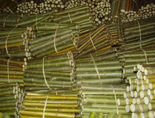 В Україні запровадять програму держпідтримки біоенергетичних культур