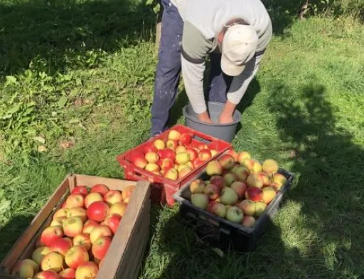 В Ужгородському районі всі охочі можуть назбирати яблук у відкритому саду