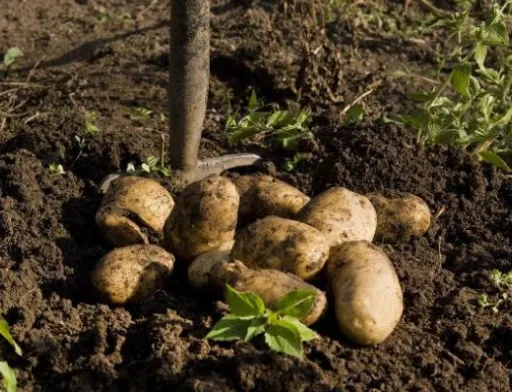 Аграрії Рівненщини викопали картоплю та зібрали овочеві культури