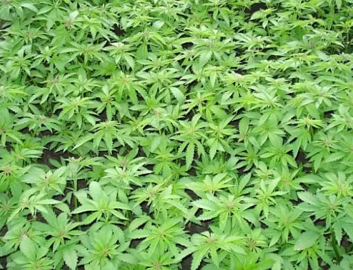 В цьому році площі під коноплями можуть зрости до 8 000 га