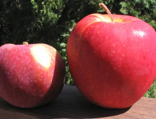 Adam's Apples Envy (Scilate) * (велике, праворуч)