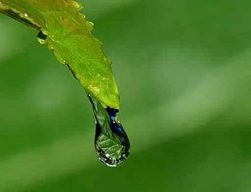 Вчені розробили пристрій для визначення нестачі води у рослин