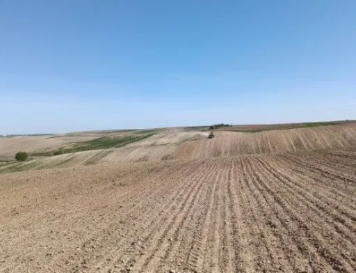 Волинські фермери підлаштувались під водопілля змінивши структуру посівної