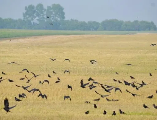На Хмельниччині ворони з’їли 10 га кукурудзи