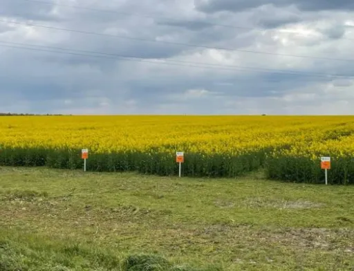 На Черкащині селекціонери підготували демо ділянку із гібридами озимого ріпаку