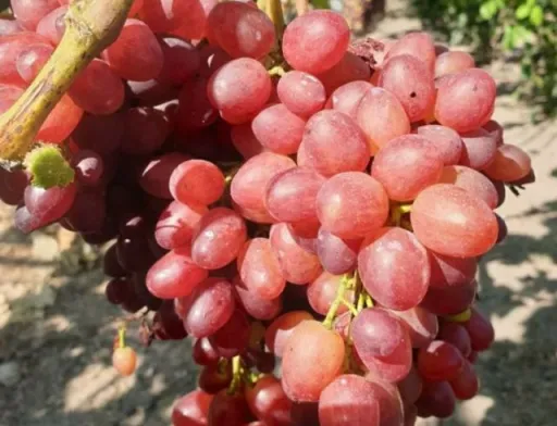 На Хмельниччині господар вирощує 200 сортів винограду з різних куточків світу