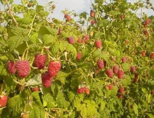 Прогнозується подальше зниження ціни на малину