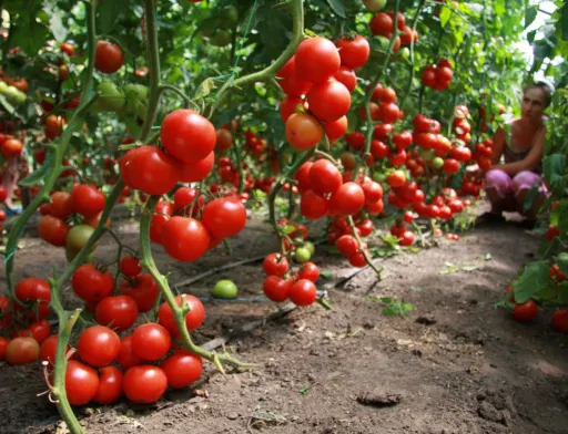 Компанія Agrofusion збільшила експорт до ЄС у 30 разів