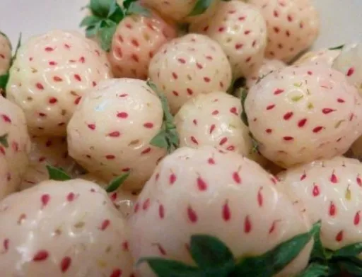 Pineberries або біла суниця садова — нова нішева ягода