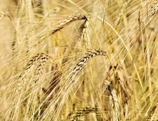 У І півріччі 2020 року експорт вітчизняних зернових залишився на рівні минулого року, — ННЦ