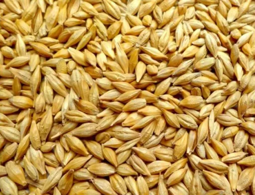 Китайський фактор призвів до 20% подорожчання ячменю в портах України