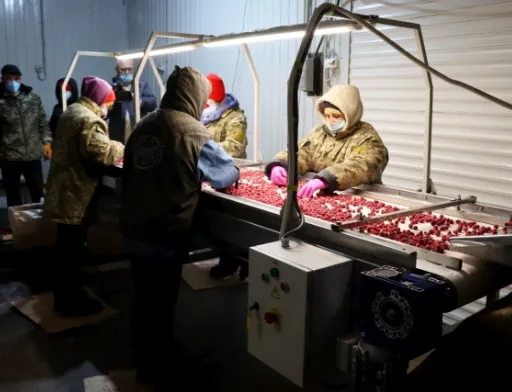 Українські фермери готові платити сезонним робітникам у півтора рази більше, ніж іноземні